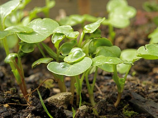 The image shows radish plants of various heights sprouting out of dirt.