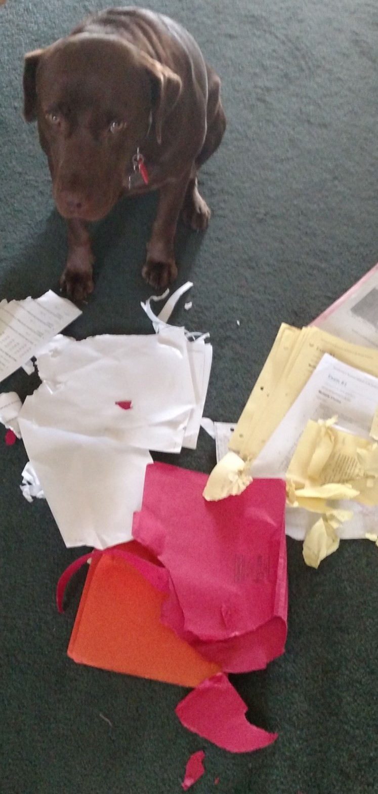 Dog looking sad around chewed up papers.