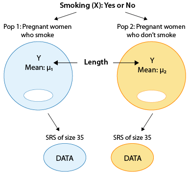 La variable Fumar (X) nos da nuestras dos poblaciones. Estas son Población 1: Mujeres embarazadas que fuman, y Pop 2: Mujeres embarazadas que no fuman. Para cada una de estas poblaciones tenemos la variable Longitud (Y) y su media. Para los fumadores tenemos μ_1, y para los no fumadores tenemos μ_2. A partir de la población de fumadores, creamos un SRS de tamaño 35, y a partir de la población de no fumadores creamos un SRS de 35.