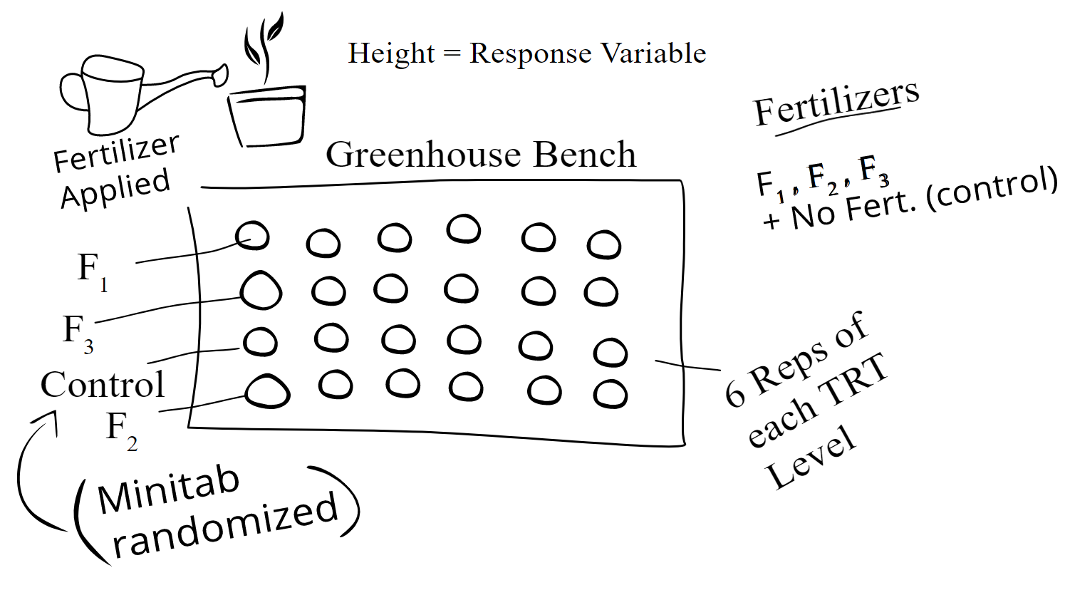 Diagram showing a greenhouse bench holding 4 rows of 6 samples each. Each sample is randomly assigned to one of the 4 treatment levels, with 6 samples in each treatment level. Height is identified as the response variable.