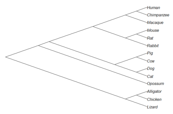 Cladogram plot of the same 14 taxa, with triangular branching pattern and branch lengths proportional to amount of character change.