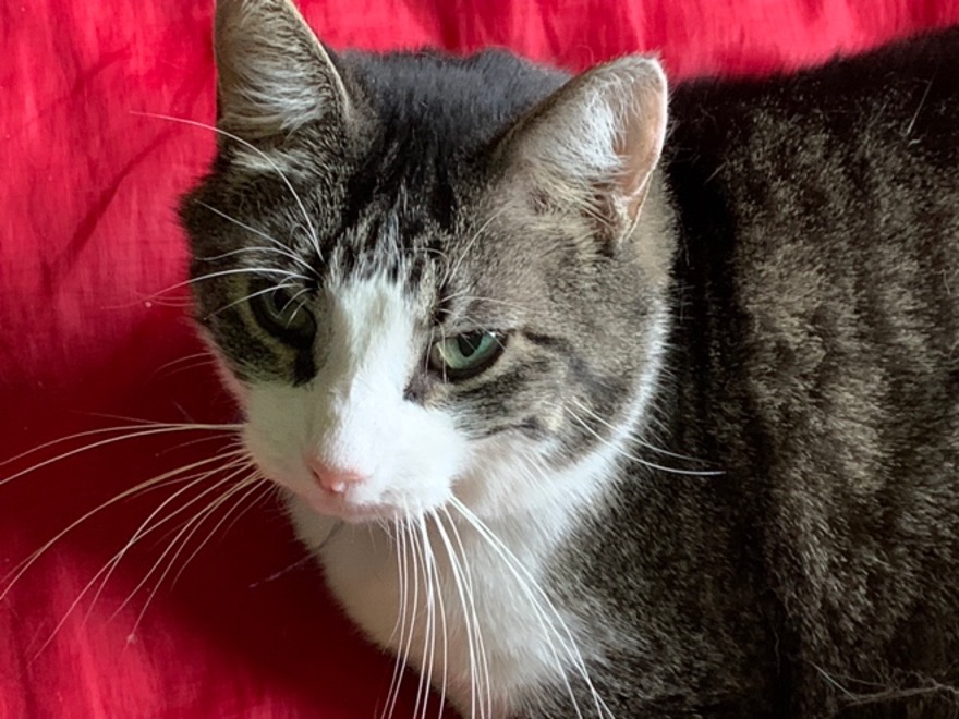 An image of a cat on a red surface. 