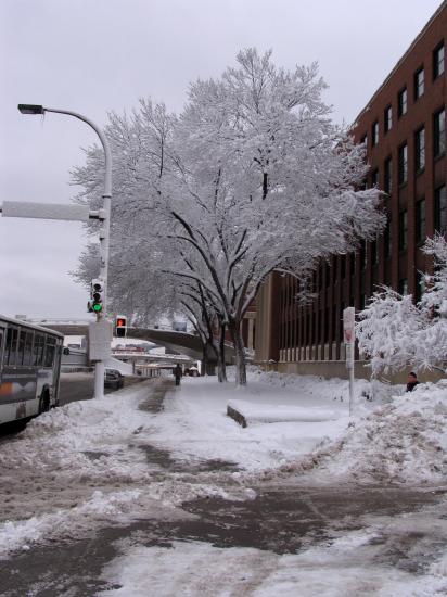 A wintery scene, where the trees are covered in snow, and there are large piles of snow on the sides of the roads. This particular photo was taken at the University of Minnesota campus following a storm after which tree branches were a particularly vibrant white color after the storm.
