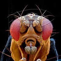 drosophila-head.jpg