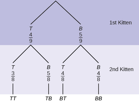 Este é um diagrama de árvore com galhos mostrando as probabilidades de escolhas de gatinhos. O primeiro ramo mostra duas linhas: T 4/9 e B 5/9. A segunda ramificação tem um conjunto de 2 linhas para cada primeira linha de ramificação. Abaixo de T 4/9 estão T 3/8 e B 5/8. Abaixo de B 5/9 estão T 4/8 e B 4/8. Multiplique ao longo de cada linha para encontrar probabilidades de combinações possíveis.