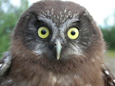 Immature boreal owl